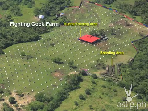 Hacienda Binay fighting cock farm