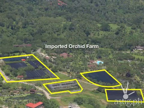 Hacienda Binay imported orchid farm