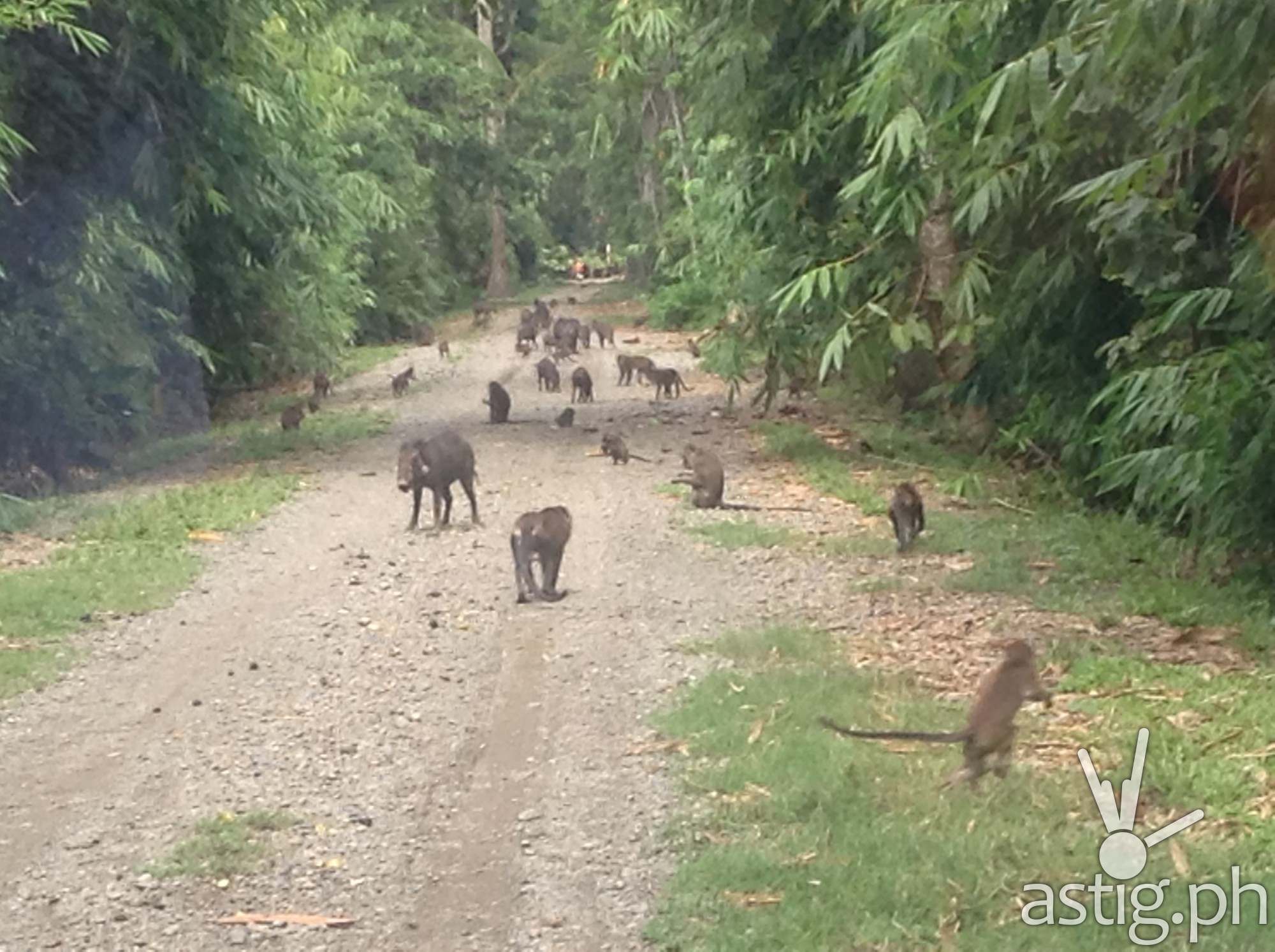 Long-tailed macaque monkeys and wild boars greet guests at Banana Beach doing the forest tour