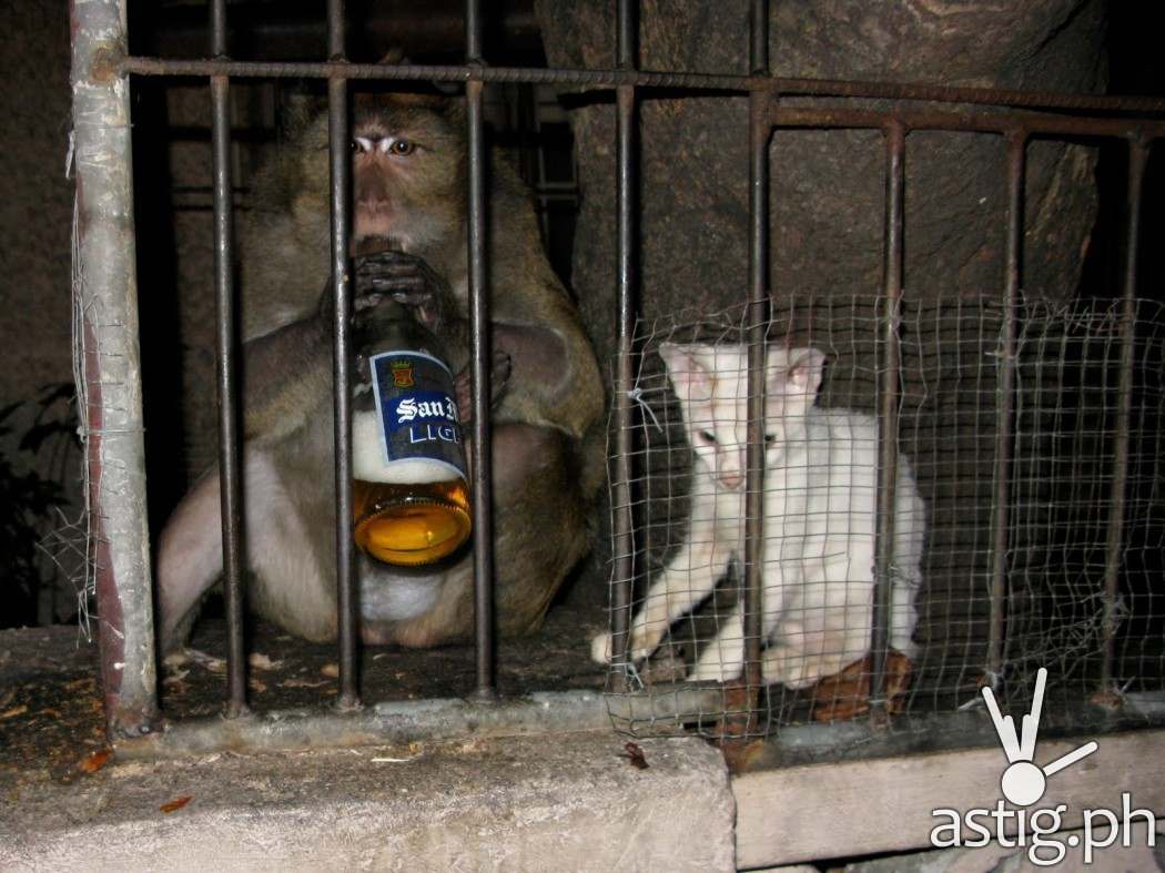 Men, women, and even chimps love San Mig Light (source: brommel.net)