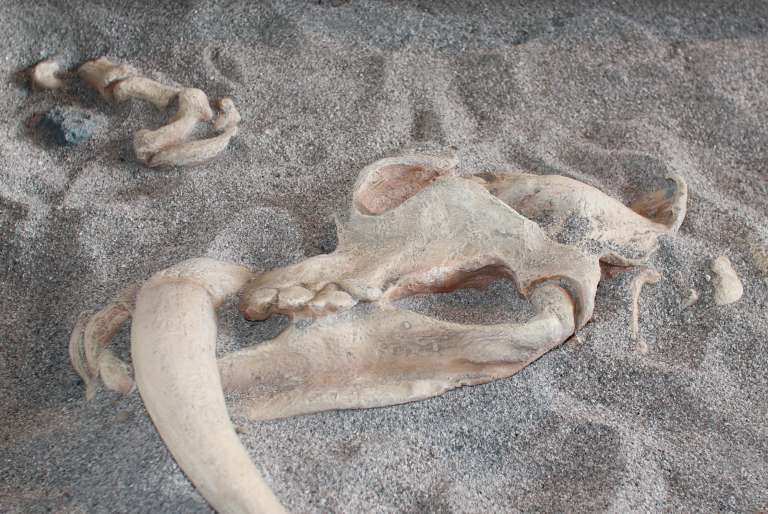 Bone sandbox - Dinosaurs Around The World exhibit - Mind Museum BGC