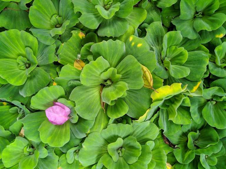 Zenfone Max Pro M2 photo sample - foliage