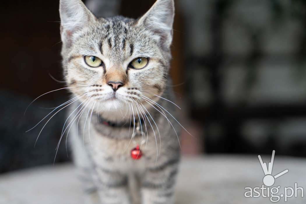 Chicklet the cat 74mm f4 1/160 sec ISO 1250 - Sony A7R III