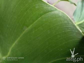 Macro leaf - realme 7i sample photo