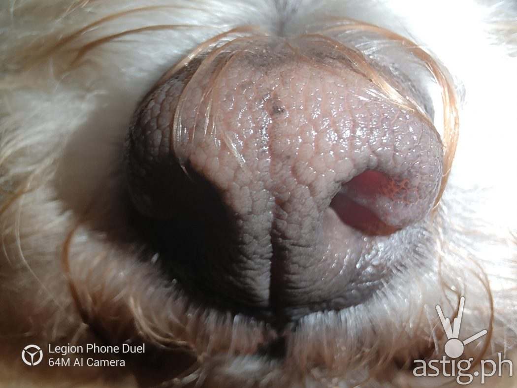 Dog nose macro sample photo - Legion Phone Duel (Philippines)