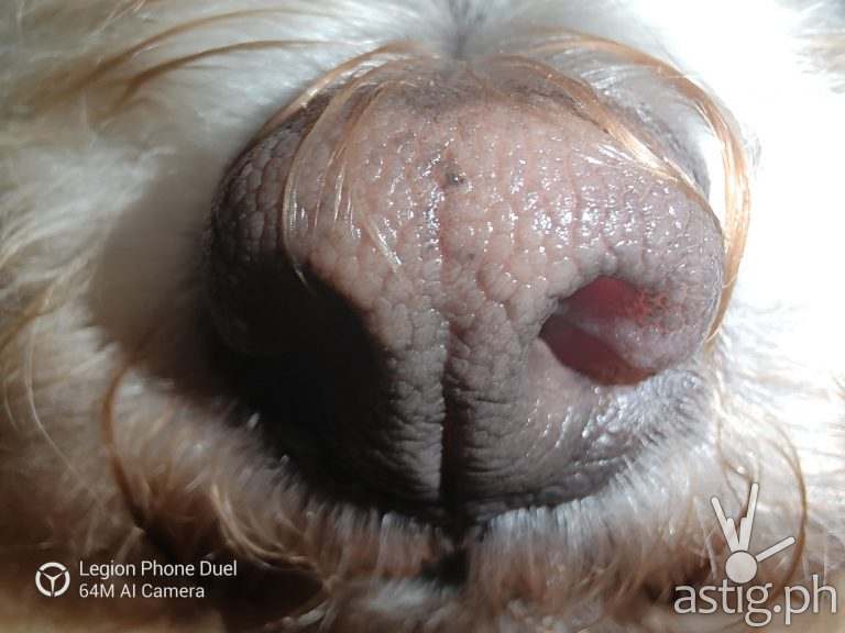 Dog nose macro sample photo - Legion Phone Duel (Philippines)