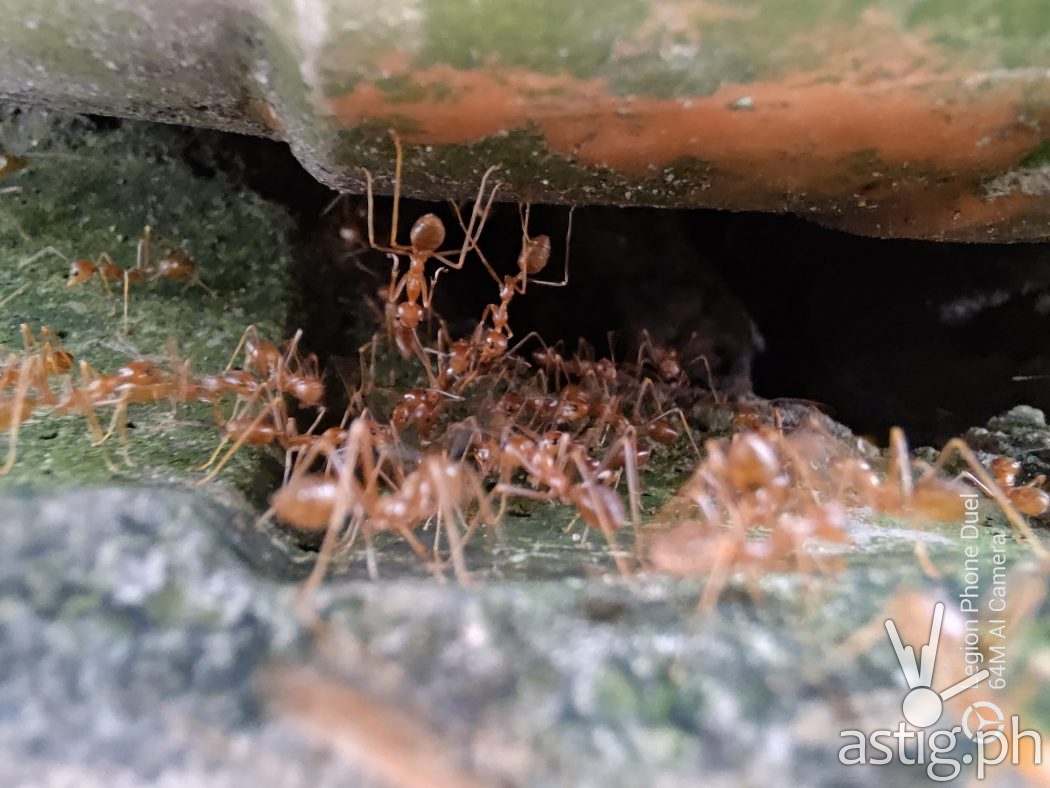 Macro ants sample photo - Legion Phone Duel (Philippines)