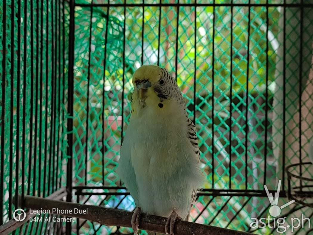Zoom bird sample photo - Legion Phone Duel (Philippines)