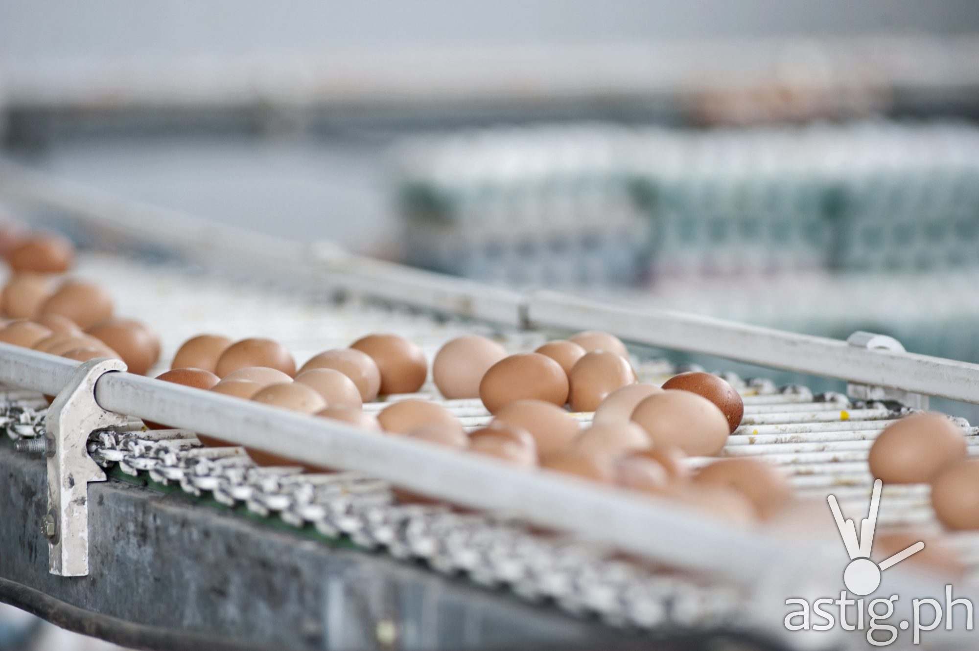 National Survey Finds 83% of Filipino Consumers Want Food Companies to Use Only Cage-Free Eggs