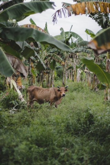 a couple of cows in a field