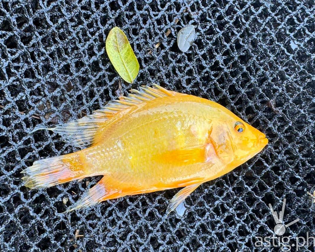 This aquarium favorite is taking over a Laguna lake, and researchers say it’s becoming a bigger problem