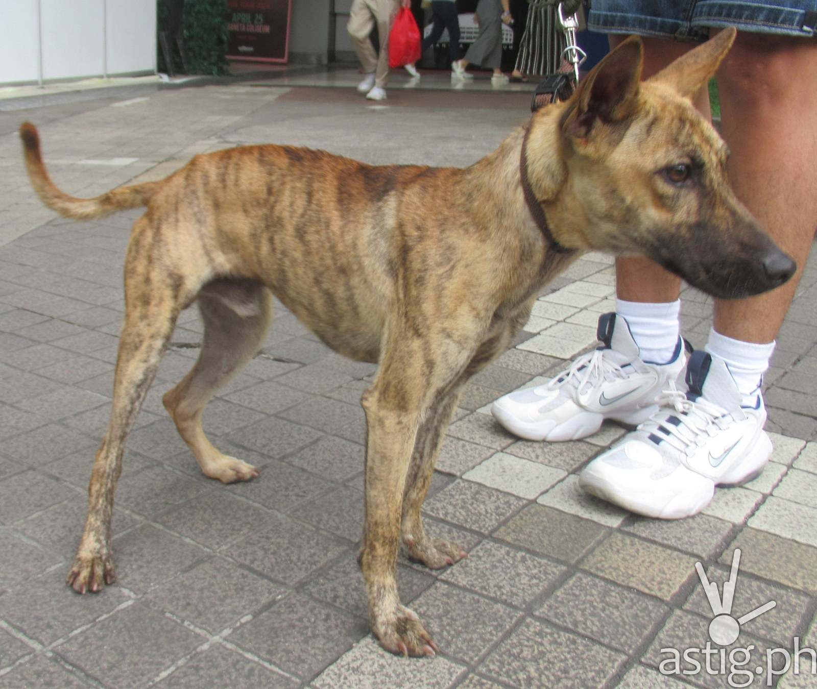The asong gubat could be the Philippines’ next beloved dog show breed
