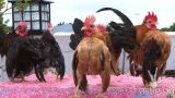 Noli de Castro encounters “fancy” chickens in the latest episode of “KBYN: Kaagapay ng Bayan”