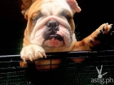 The True Story of Supremo, The Dead Dog Found Abandoned at EDSA