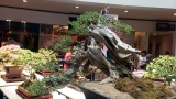 Sanib Pwersa’s Bonsai, Ikebana, Suiseki Galore At SM The Block