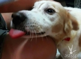 Caring for pets can be costly, but it’s always worth it