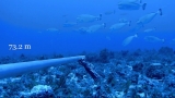 Benham Bank: Filipino scientists uncover coral paradise taller than Mount Apo