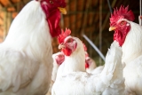 Bird flu in Luzon: What’s happening and what comes next