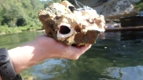 This bizarre “rock-eating clam” from Bohol could become mollusc of the year