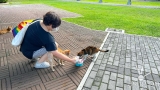 Find out why including chicken can be your cat’s source of nutrition and immunity