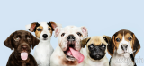 Common Pet Insurance Questions Answered
