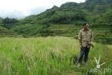 4 photos of Banaue Rice Terraces show modernization creep