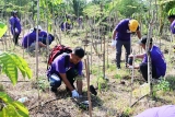 FedEx Philippines volunteers plant 2,000 malunggay trees in Sierra Madre for Earth Month