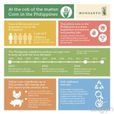 Interesting facts about the Philippine corn that you may not know [infographic]