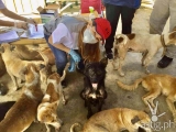 MARS Petcare tell us all about the importance of animal-based protein for your dog’s diet