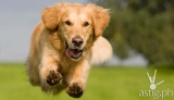 Boosting the immunity of your lifetime companion through nutrition with Pedigree dry and wet food