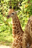Singapore Zoo produces first baby giraffe after 28 years