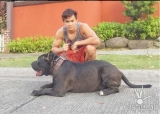 Matteo Guidicelli loses dog due to malpractice of attending Vet