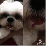 VIRAL: Pet Groomer Accidentally Cuts Dog’s Tongue