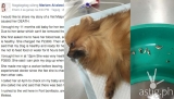 Alleged Vet Malpractice caused dog’s death