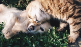 Virtual world for pets opens its doors to felines and canines this March