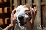 4 questions you should ask yourself before getting a pet