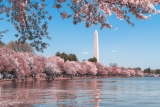 Enjoy Cherry Blossom season in Japan with this GCash and Klook deal