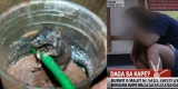 Starbucks releases statement over creepy ‘dead mouse’ found in their coffee
