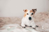 5 things to do with your doggos for the Christmas season