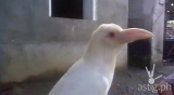 Kapag pumuti ang uwak: white crow in Lanao breaks Pinoy idiom